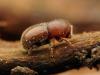 Dactylotrypes longicollis